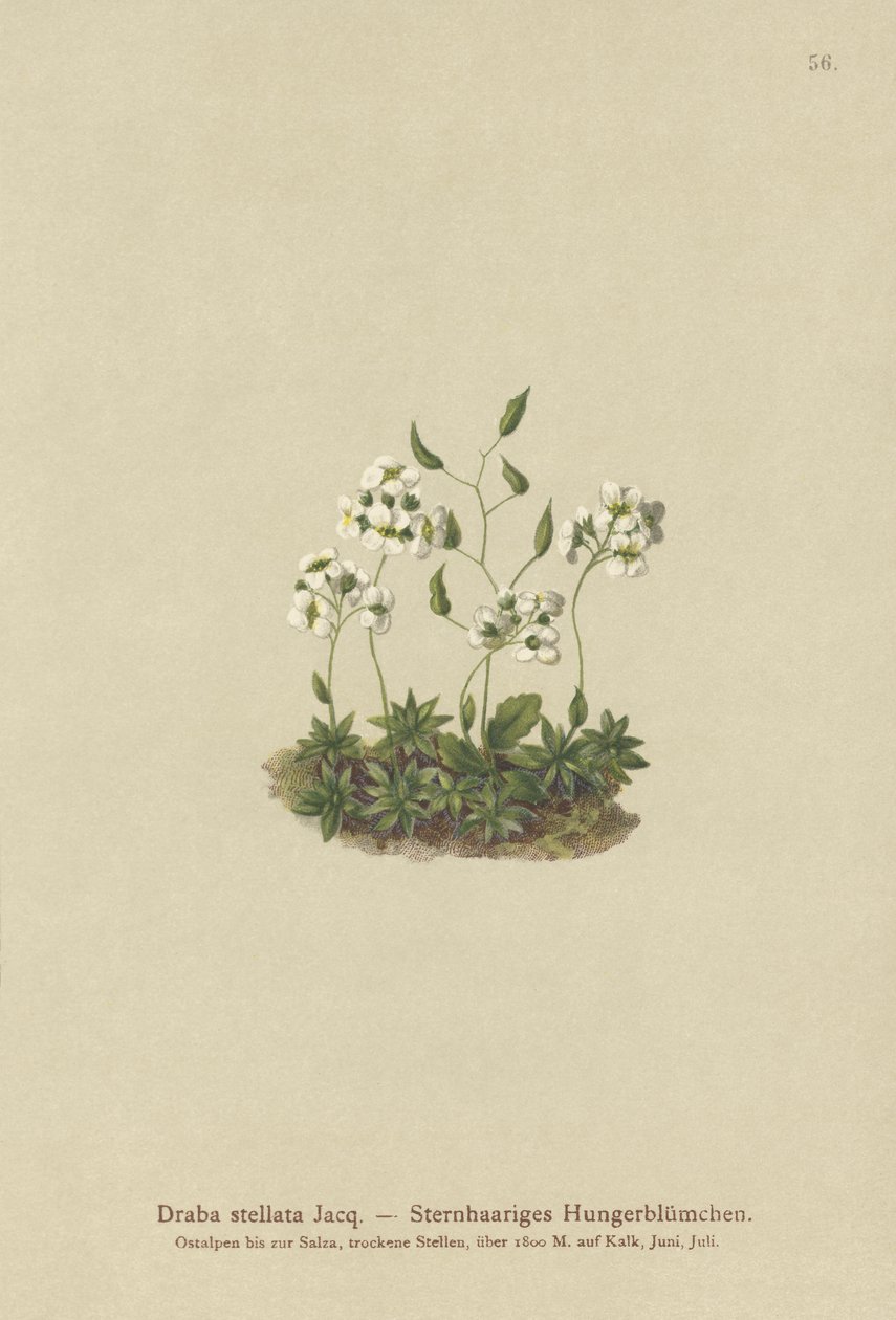 Stjärngräs (Draba stellata) av German School