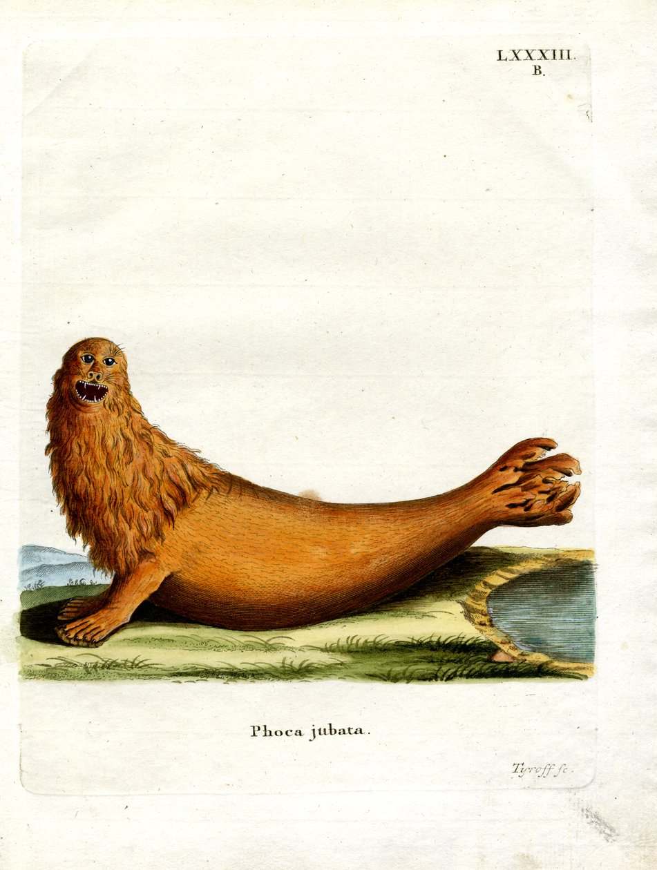 Steller Sea Lion (färgad gravyr) av German School
