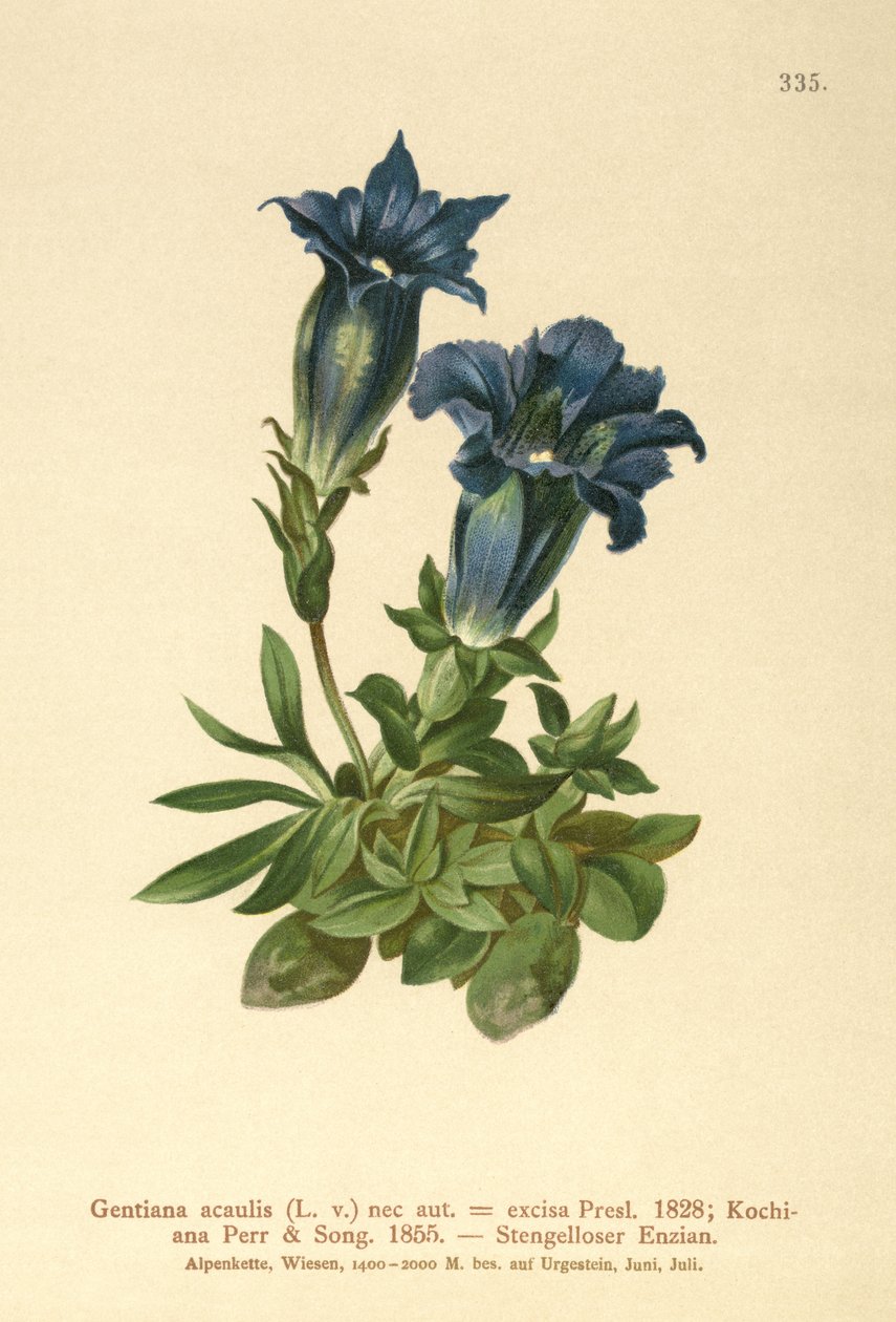 Stamlös Gentian av German School