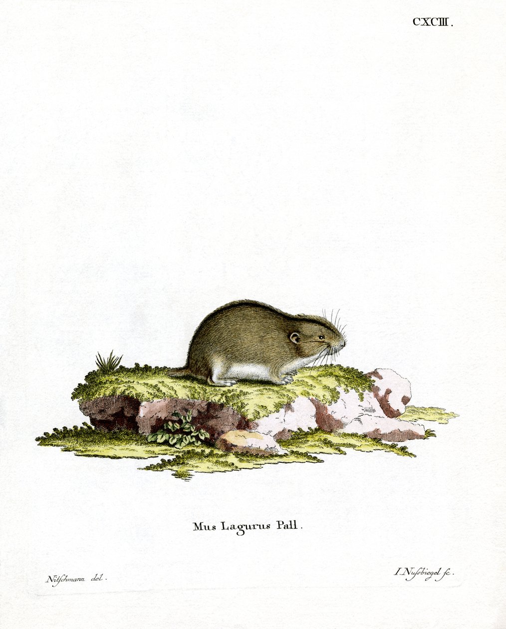 Steppe Lemming (färgad gravyr) av German School