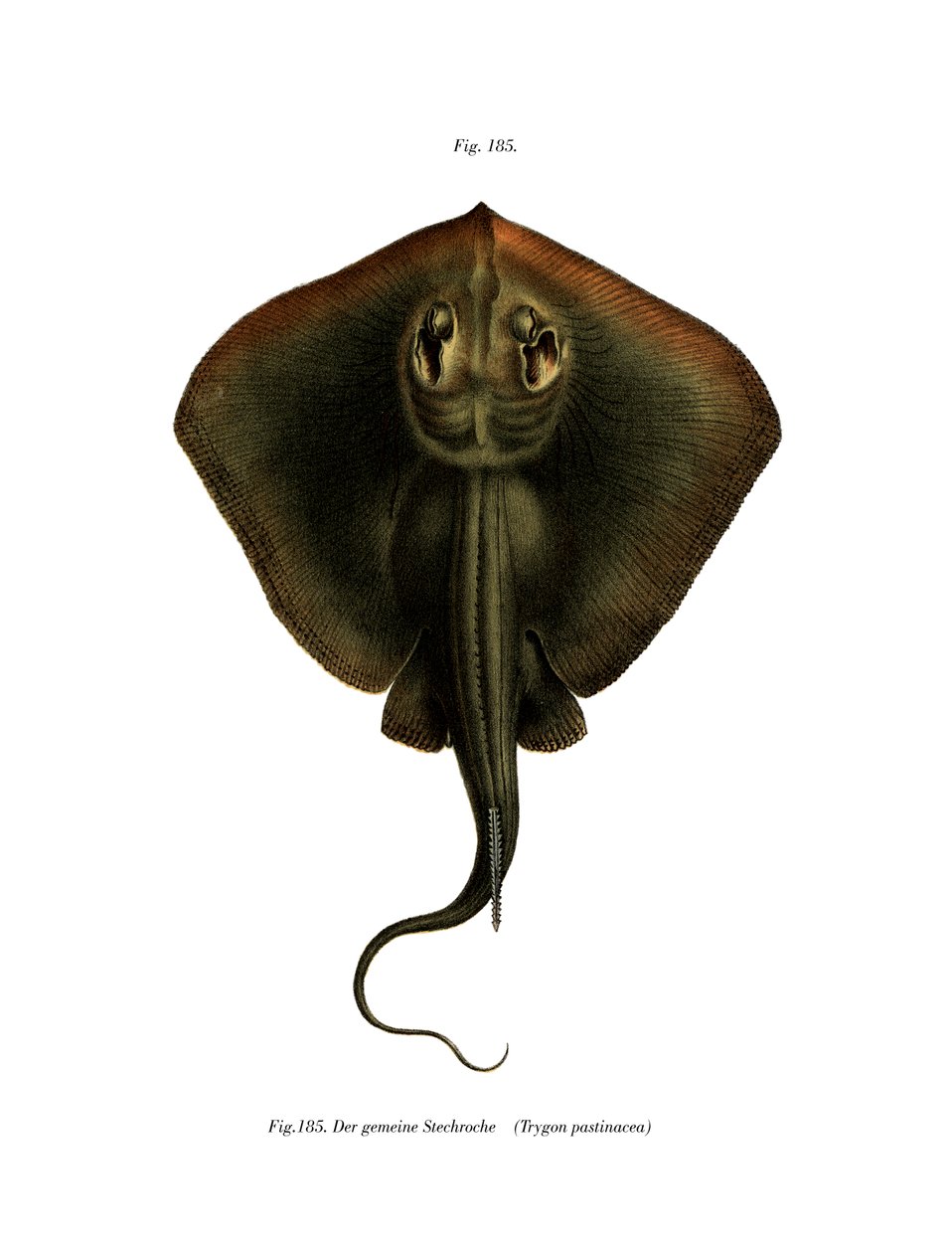 Sting Ray (färg litho) av German School