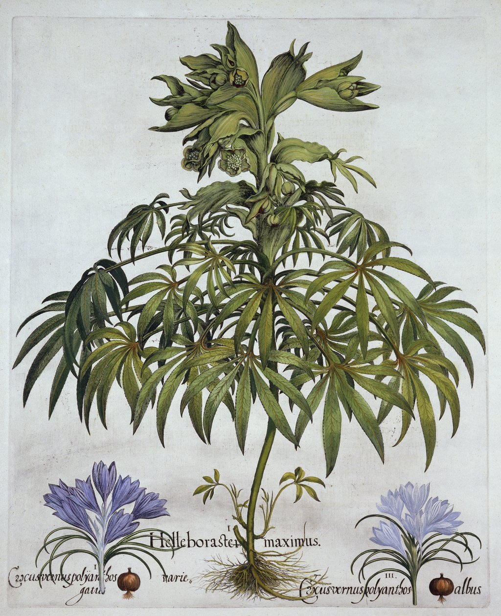 Stinkande Hellebore, och två sorters krokus, från Hortus Eystettensis, av Basil Besler (1561-1629), pub. 1613 (handfärgad gravyr) av German School