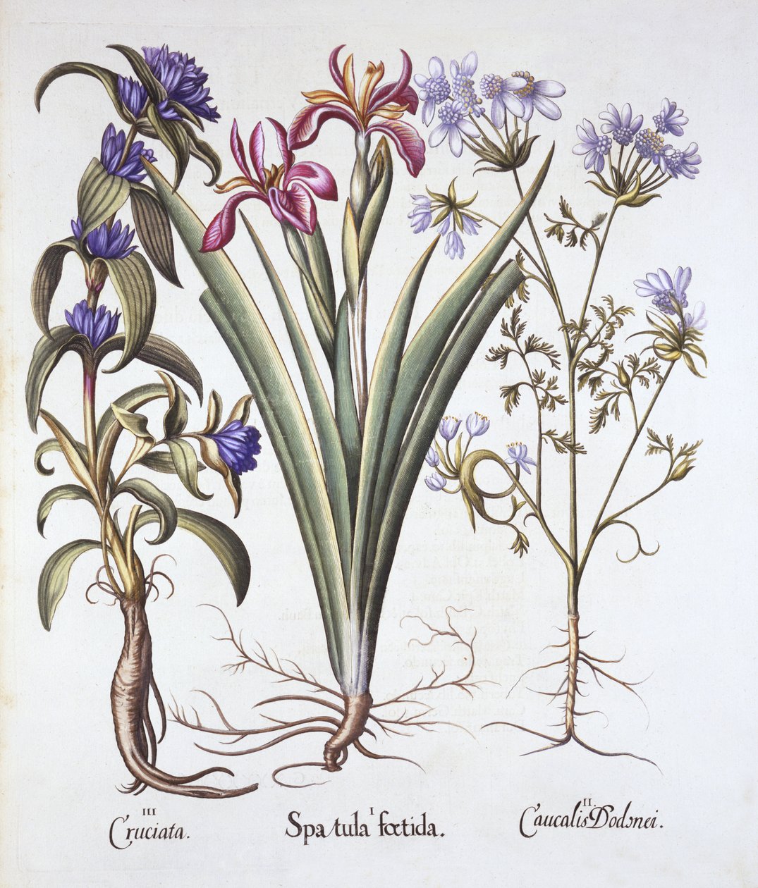 Stinkande iris, orlaya och korsörtgentiana, från Hortus Eystettensis, av Basil Besler (1561-1629), pub. 1613 (handfärgad gravyr) av German School