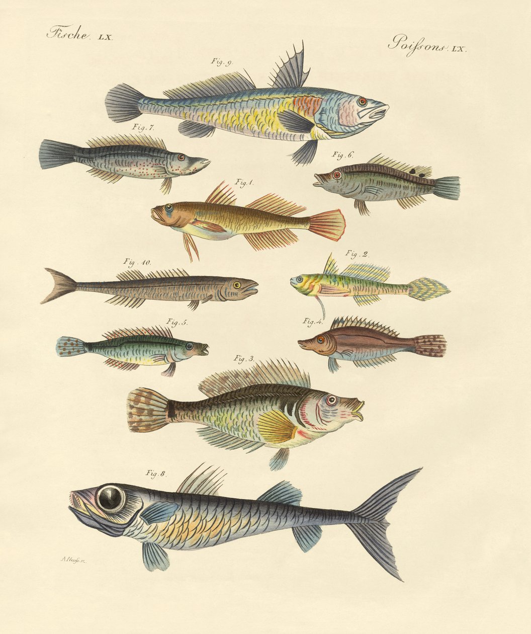 Konstig och vacker fisk (färgad gravyr) av German School