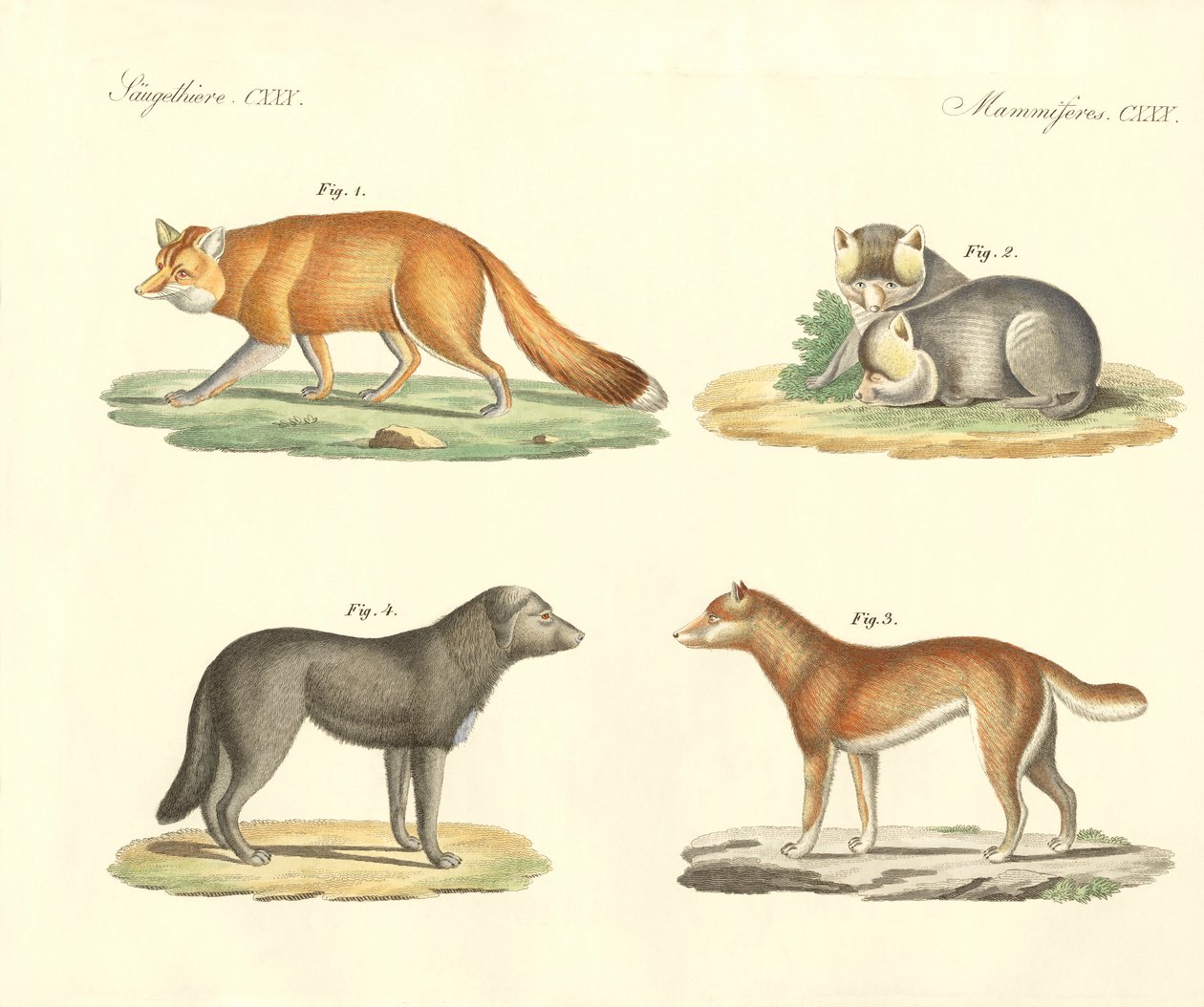 Konstiga hundar och rävar (färgad gravyr) av German School