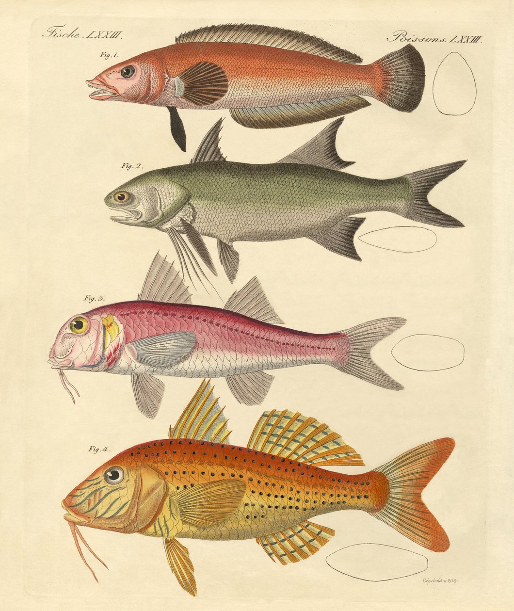 Konstig fisk (färgad gravyr) av German School