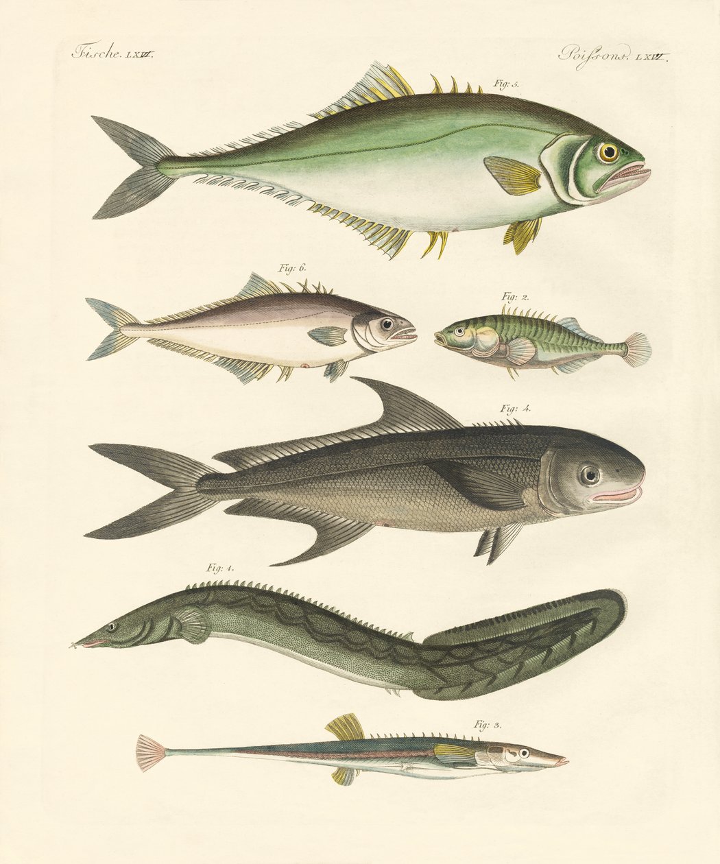 Konstig fisk (färgad gravyr) av German School