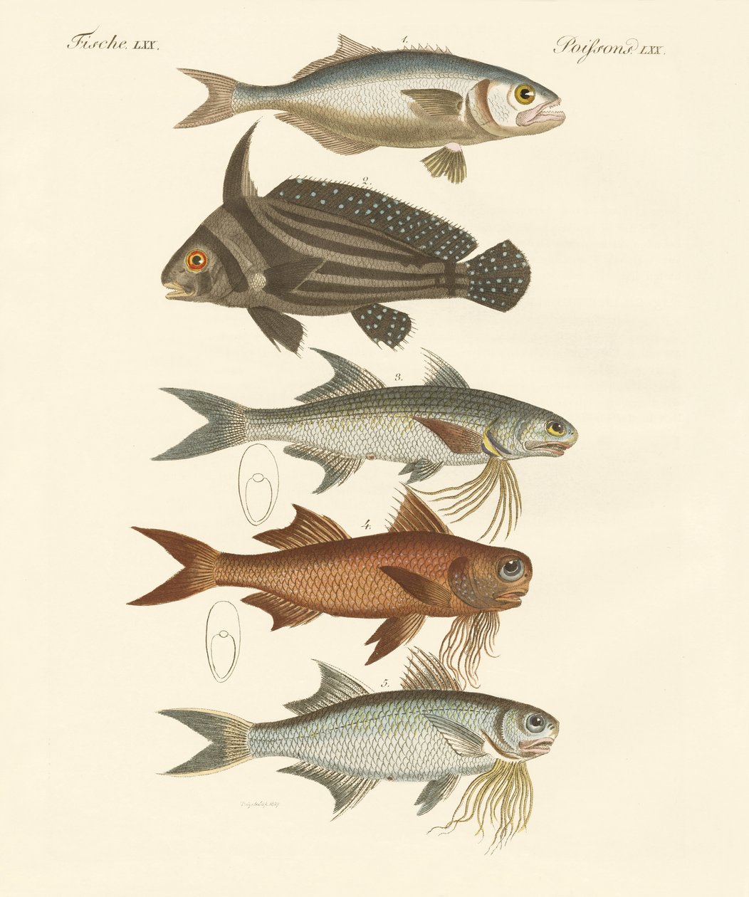 Konstig fisk (färgad gravyr) av German School