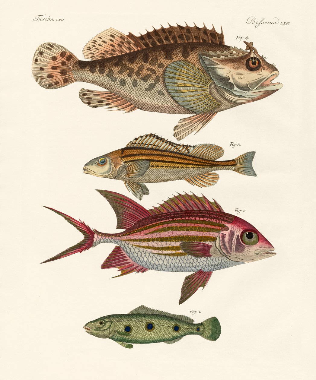 Konstig fisk (färgad gravyr) av German School