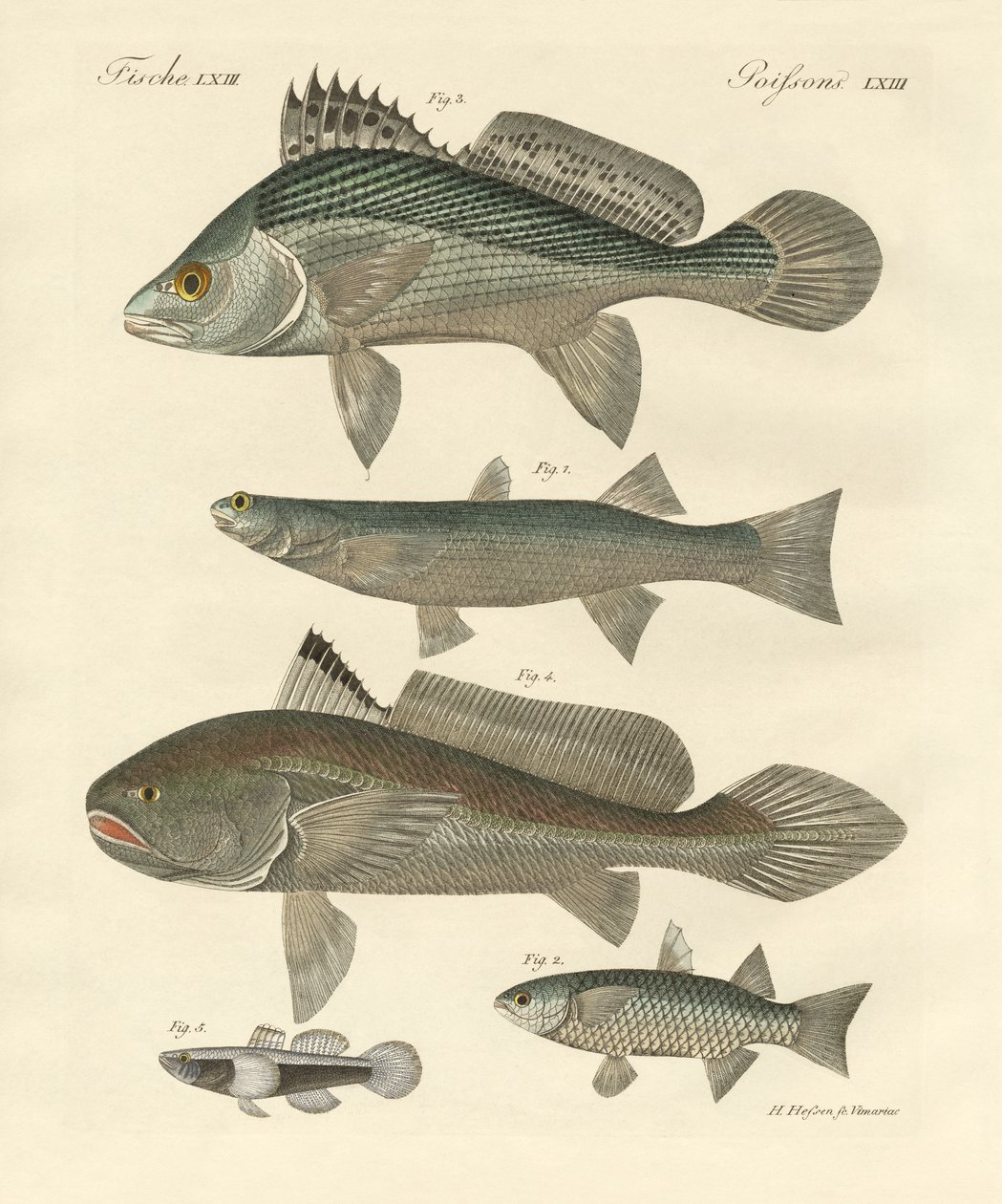 Konstig fisk från Ganges (färgad gravyr) av German School