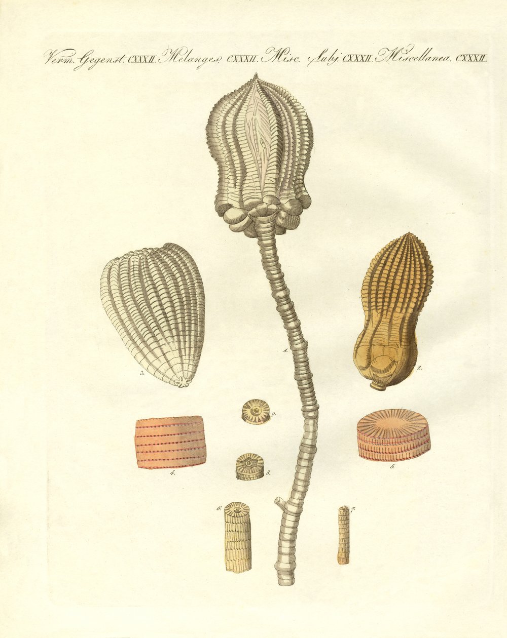 Konstiga fossiliseringar (färgad gravyr) av German School