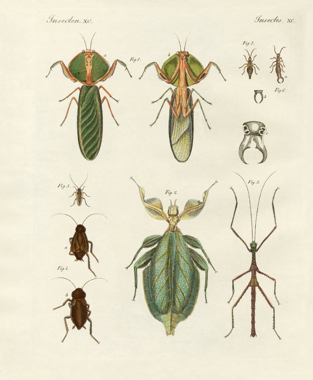 Konstiga insekter (färgad gravyr) av German School