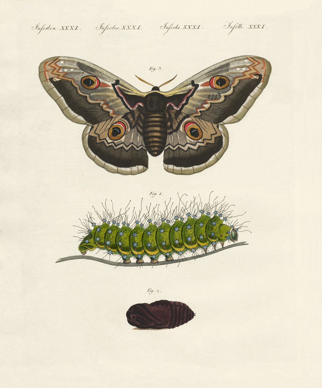 Konstiga insekter (färgad gravyr) av German School