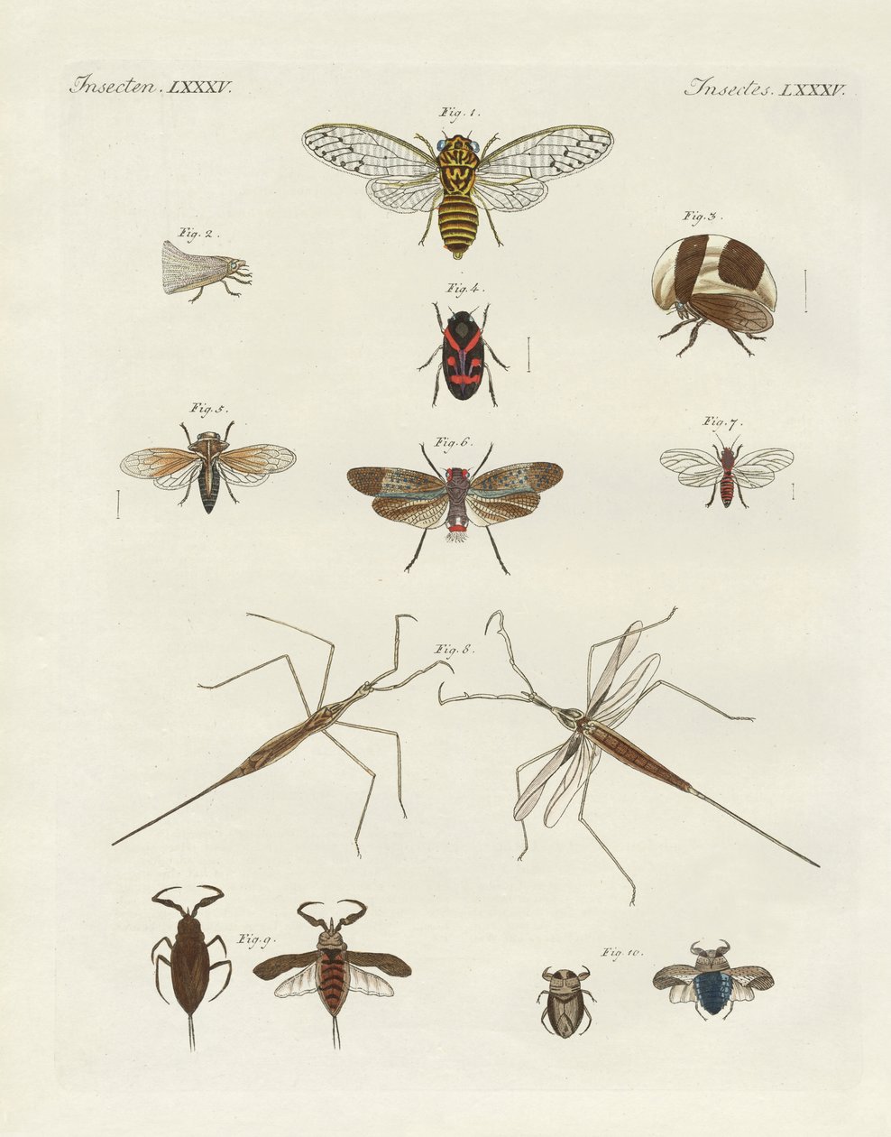 Konstiga insekter (färgad gravyr) av German School