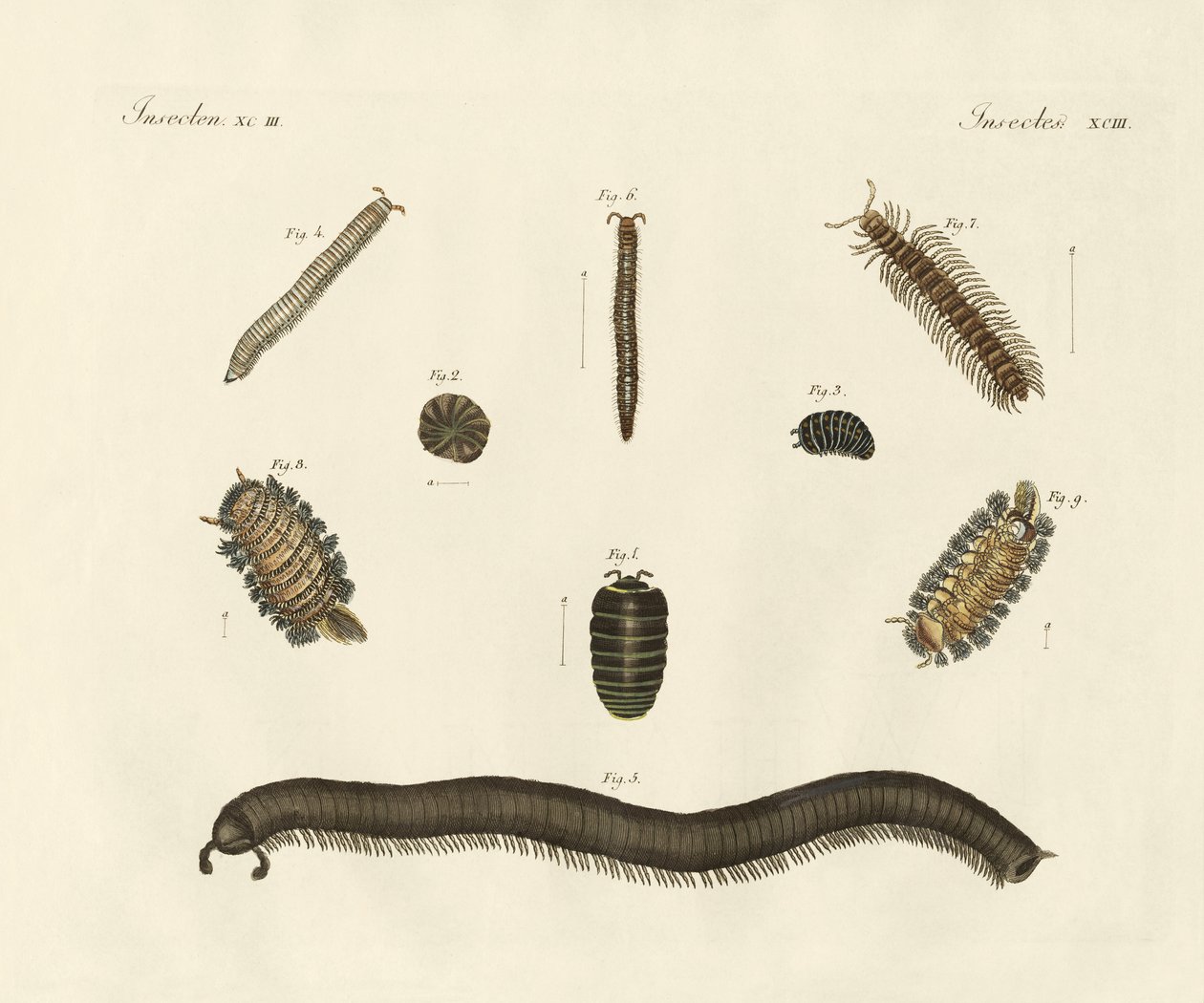 Konstiga insekter (färgad gravyr) av German School