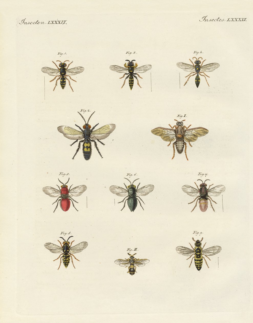 Konstiga insekter (färgad gravyr) av German School