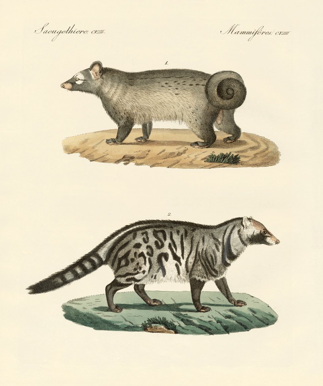 Konstiga skunks (färgad gravyr) av German School
