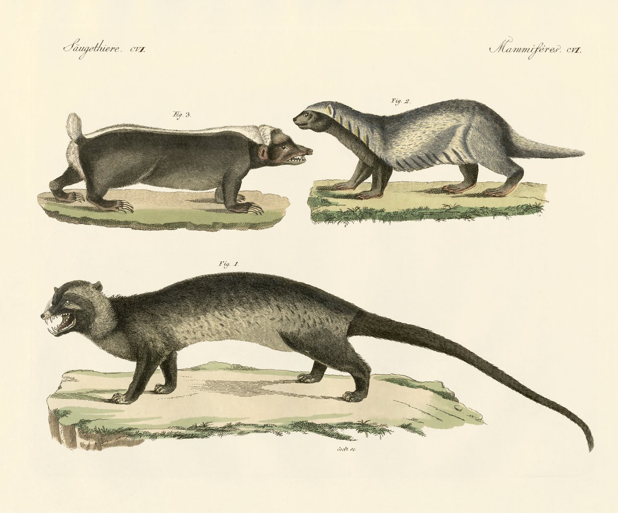 Konstiga skunks (färgad gravyr) av German School
