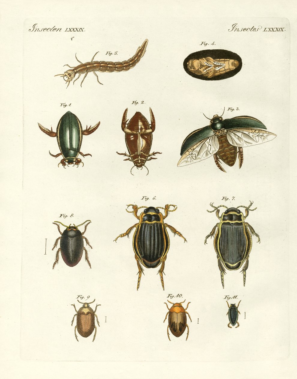 Strange swimming beetles (coloured engraving) av German School