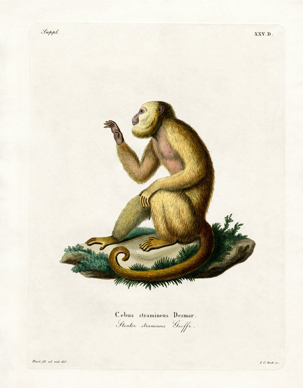 Halmfärgad Howler (färgad gravyr) av German School