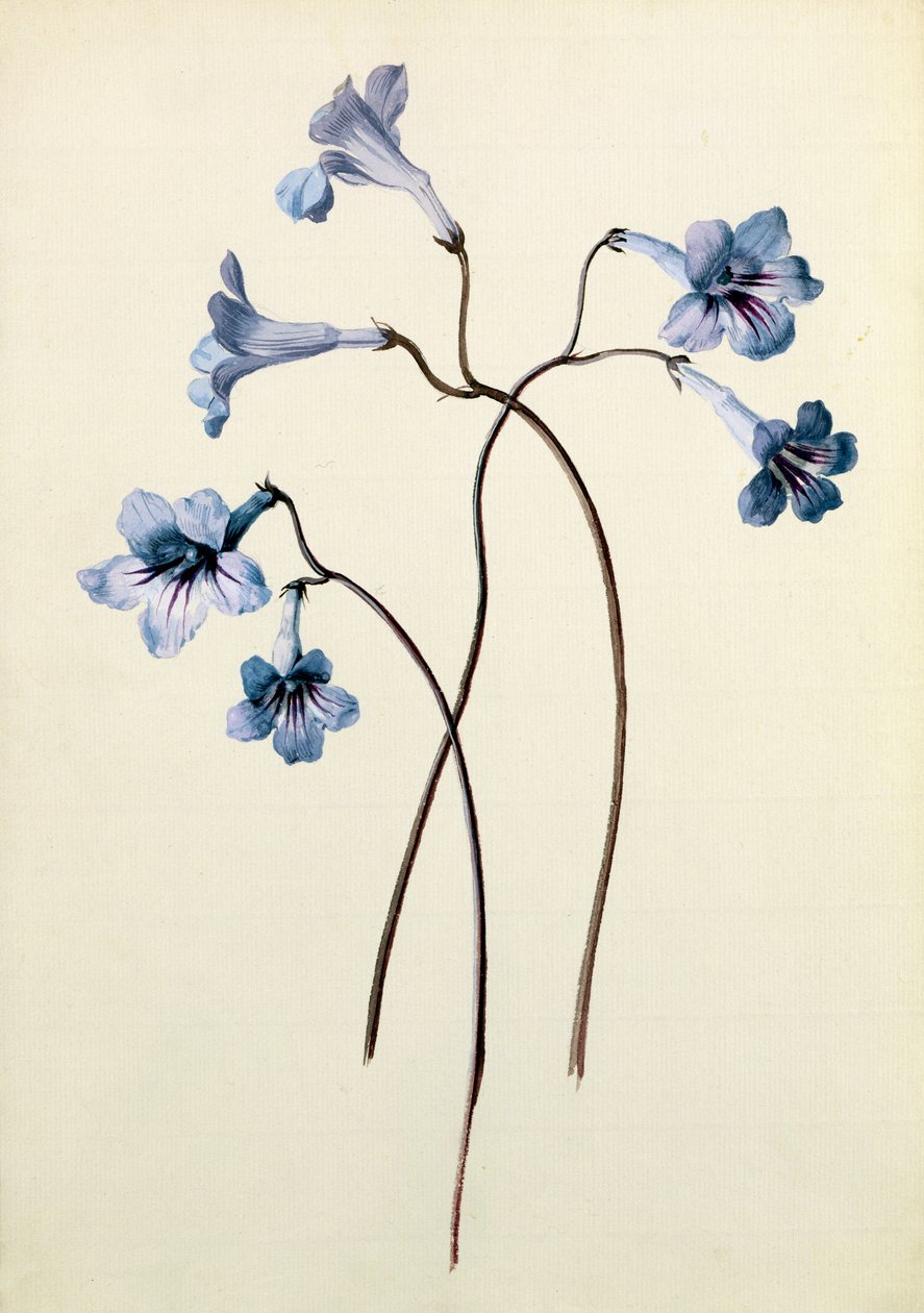 Streptocarpus, ca 1790 (wc på papper) av German School