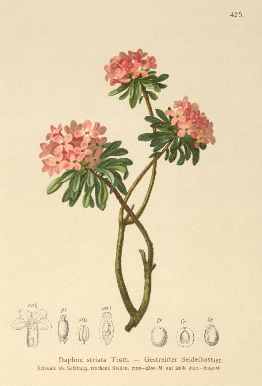 Strimig Daphne (Daphne striata) av German School