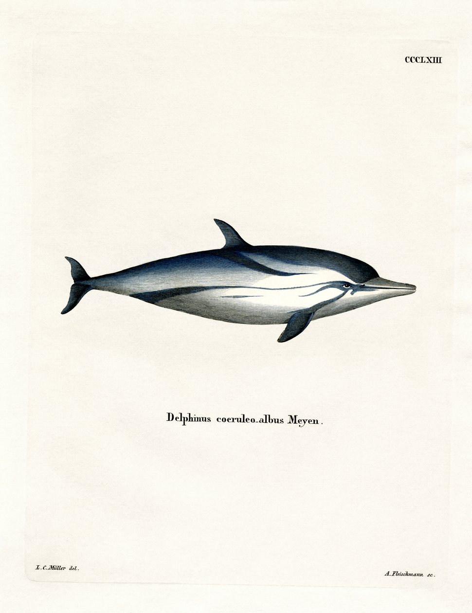 Randig delfin (färgad gravyr) av German School