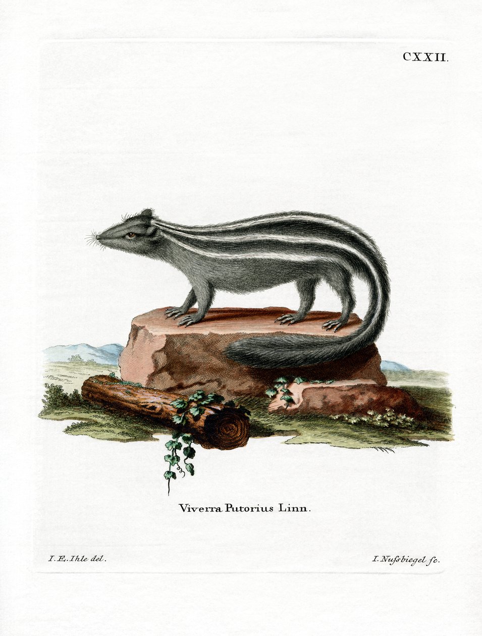 Randig Skunk (färgad gravyr) av German School
