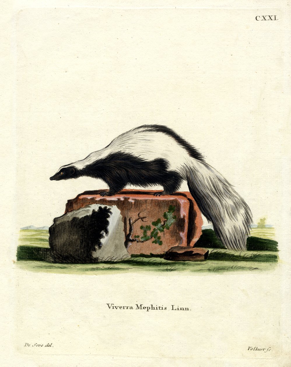 Randig Skunk (färgad gravyr) av German School