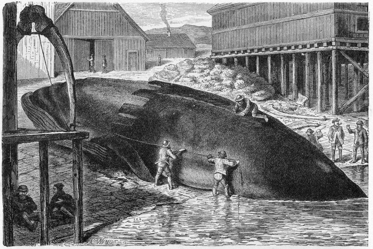 Ta av späck från en val i Finland, 1893 av German School