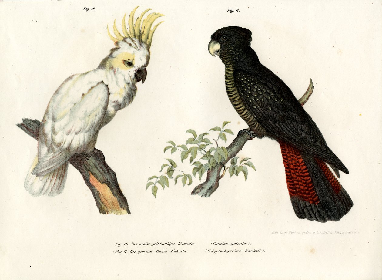 Svavelkrönt kakadua, 1864 av German School