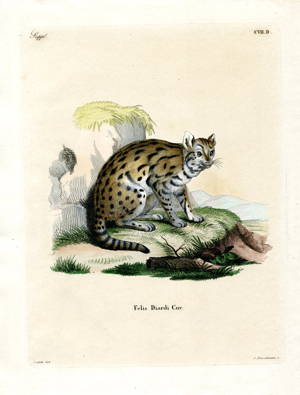 Sunda Clouded Leopard (färgad gravyr) av German School