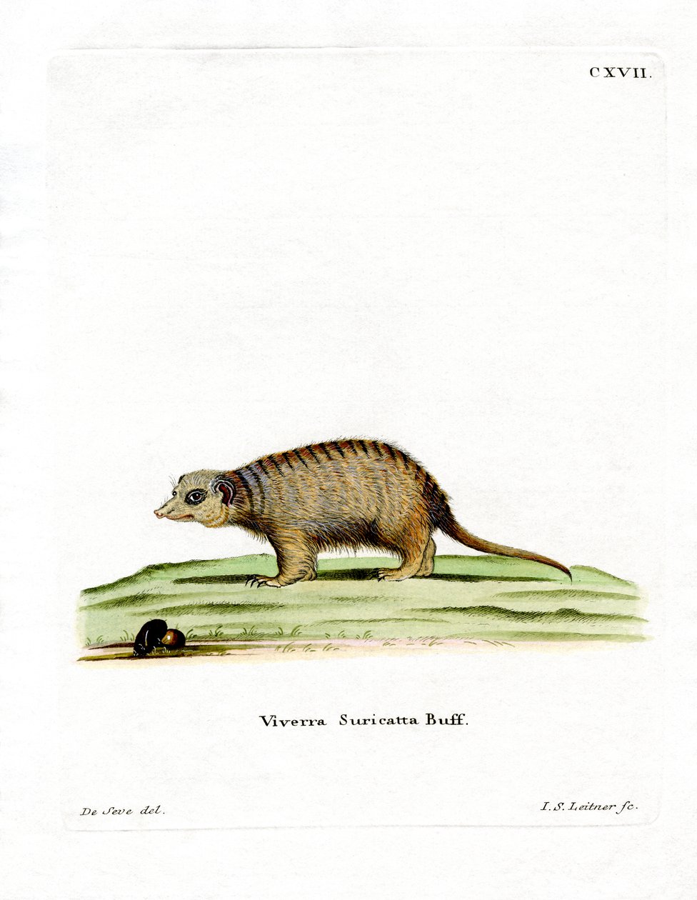 Surikate (färgad gravyr) av German School