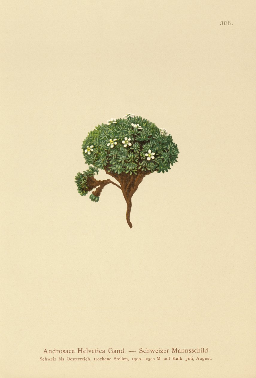 Schweizisk stenjasmin (Androsace Helvetica) av German School