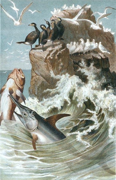 Svärdfisk, tallrik från "Brehms Tierleben: Allgemeine Kunde des Tierreichs", vol.8, s.78, utgiven av Bibliographisches Institut av German School