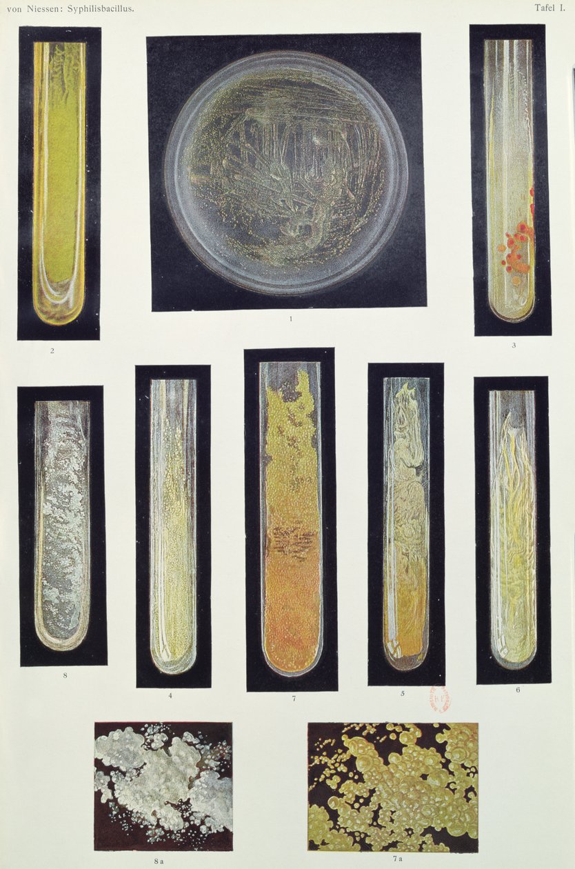 Syphilus Bacillus, från en bok av Max von Niessen, Leipzig, 1908 av German School