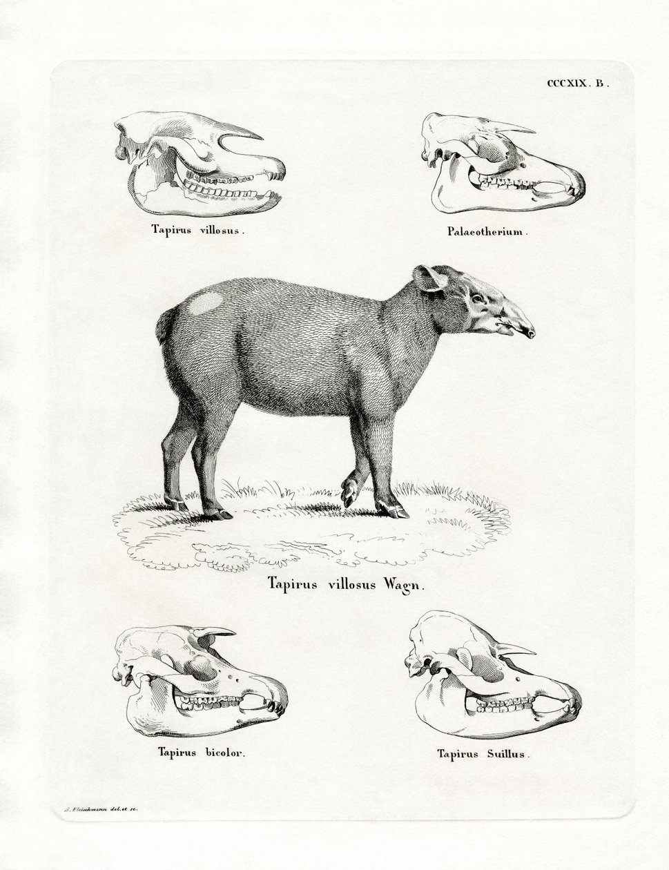 Tapirskallar (färgad gravyr) av German School