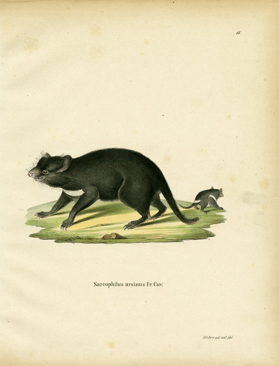 Tasmanian Devil (färgad gravyr) av German School