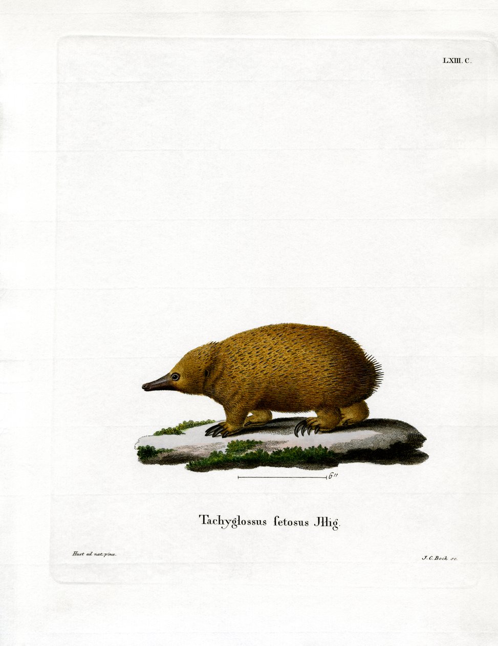 Tasmanian Kortnäbb Echidna (färgad gravyr) av German School
