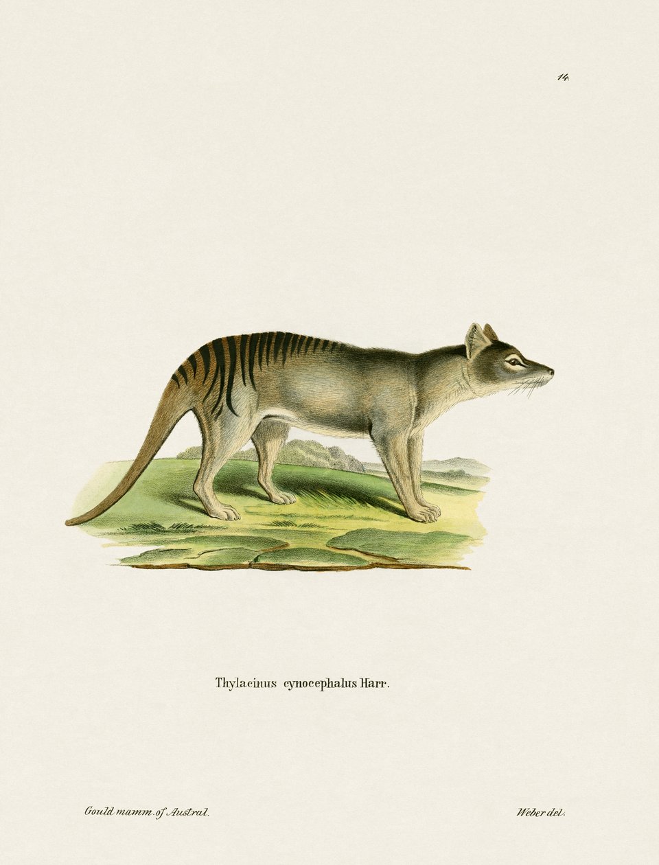 Tasmanian Tiger (färgad gravyr) av German School