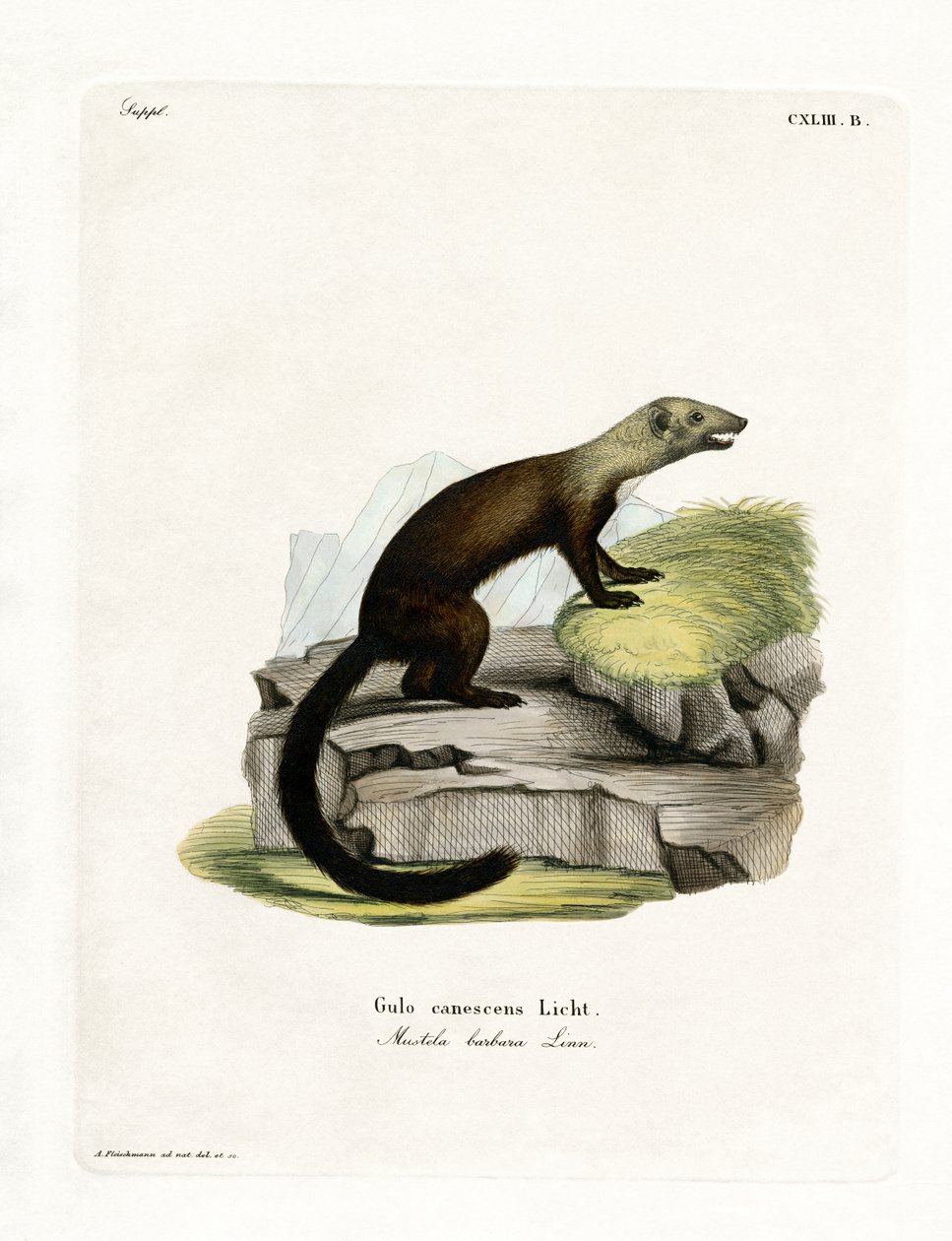 Tayra (färgad gravyr) av German School