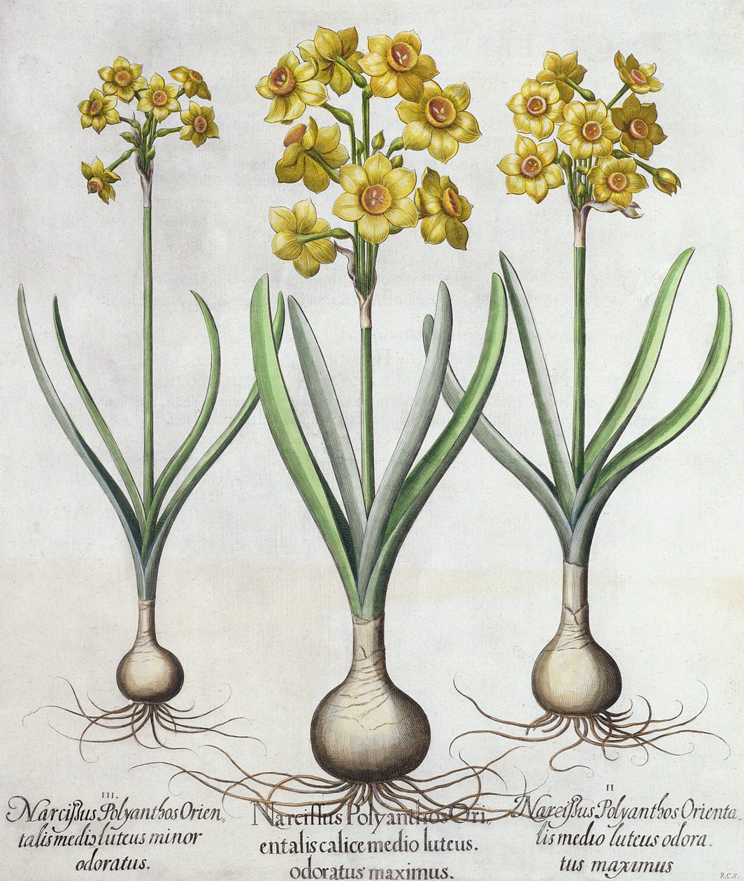Tazetta Narcissi, från Hortus Eystettensis av Basil Besler (1561-1629), pub. 1613 (handfärgad gravyr) av German School