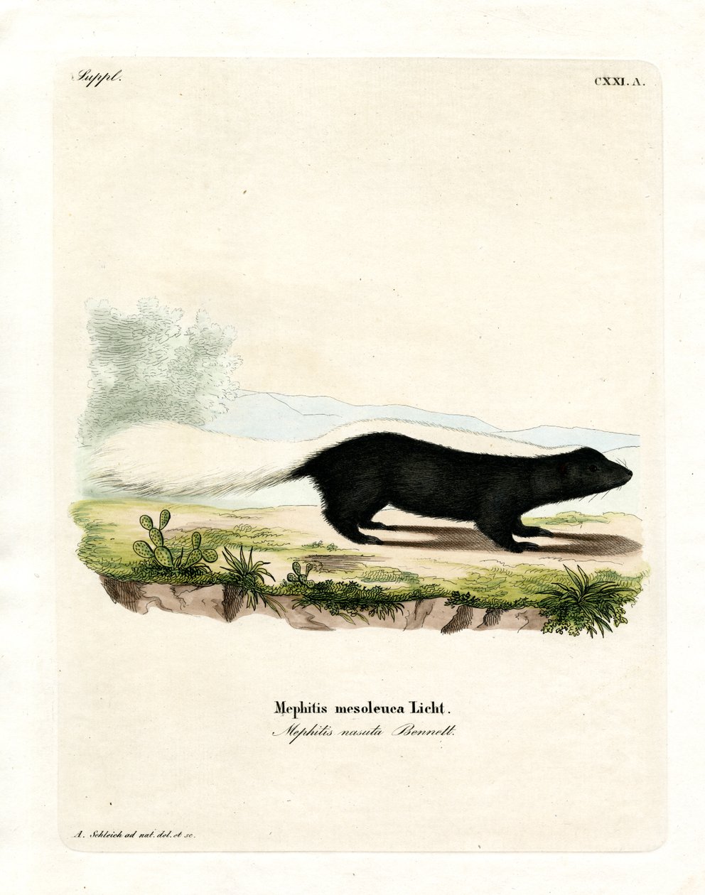 Texan Skunk (färgad gravyr) av German School