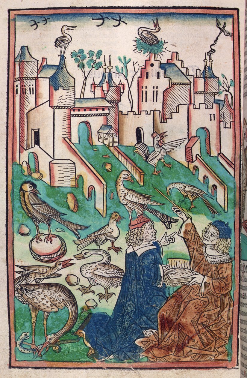 Fåglar och luftdjur, illustration från "Hortus Sanitatis" ("Hälsans trädgård") 1491 (färgat träsnitt) av German School