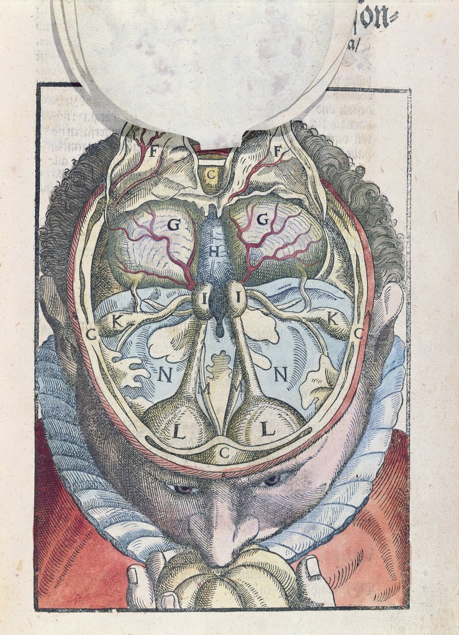 Hjärnan, från Ophthalmodouleia av Georg Bartisch (1535-1636) publicerad i Dresden 1583 (färgat träblock) av German School