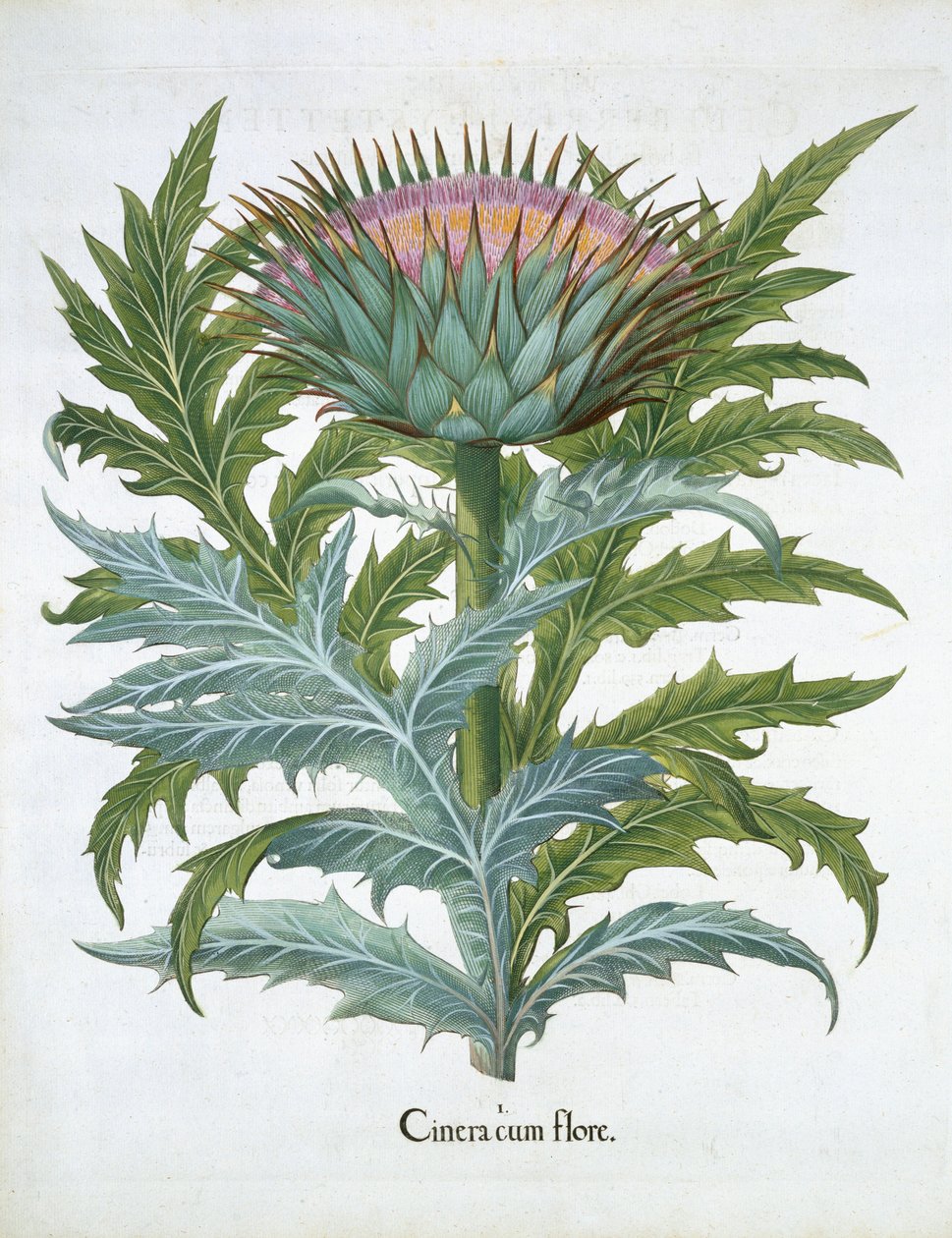 The Cardoon, från Hortus Eystettensis av Basil Besler (1561-1629), pub. 1613 (handfärgad gravyr) av German School