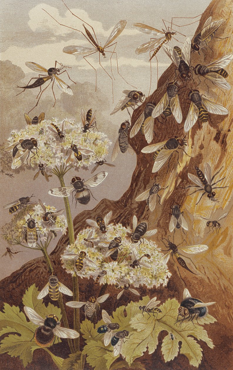 The Dominance of the Flies, plåt från Brehms Animal Life: General Knowledge of the Animal Kingdom, vol.9, s.493, publicerad av Bibliographic Institute, 1892 av German School