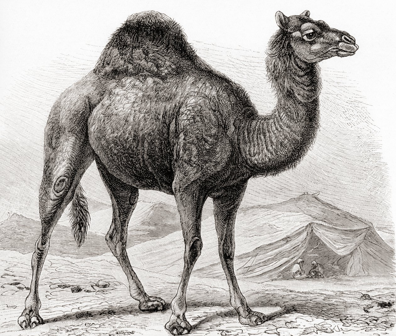 Dromedaren, även kallad arabisk kamel, från "Meyer