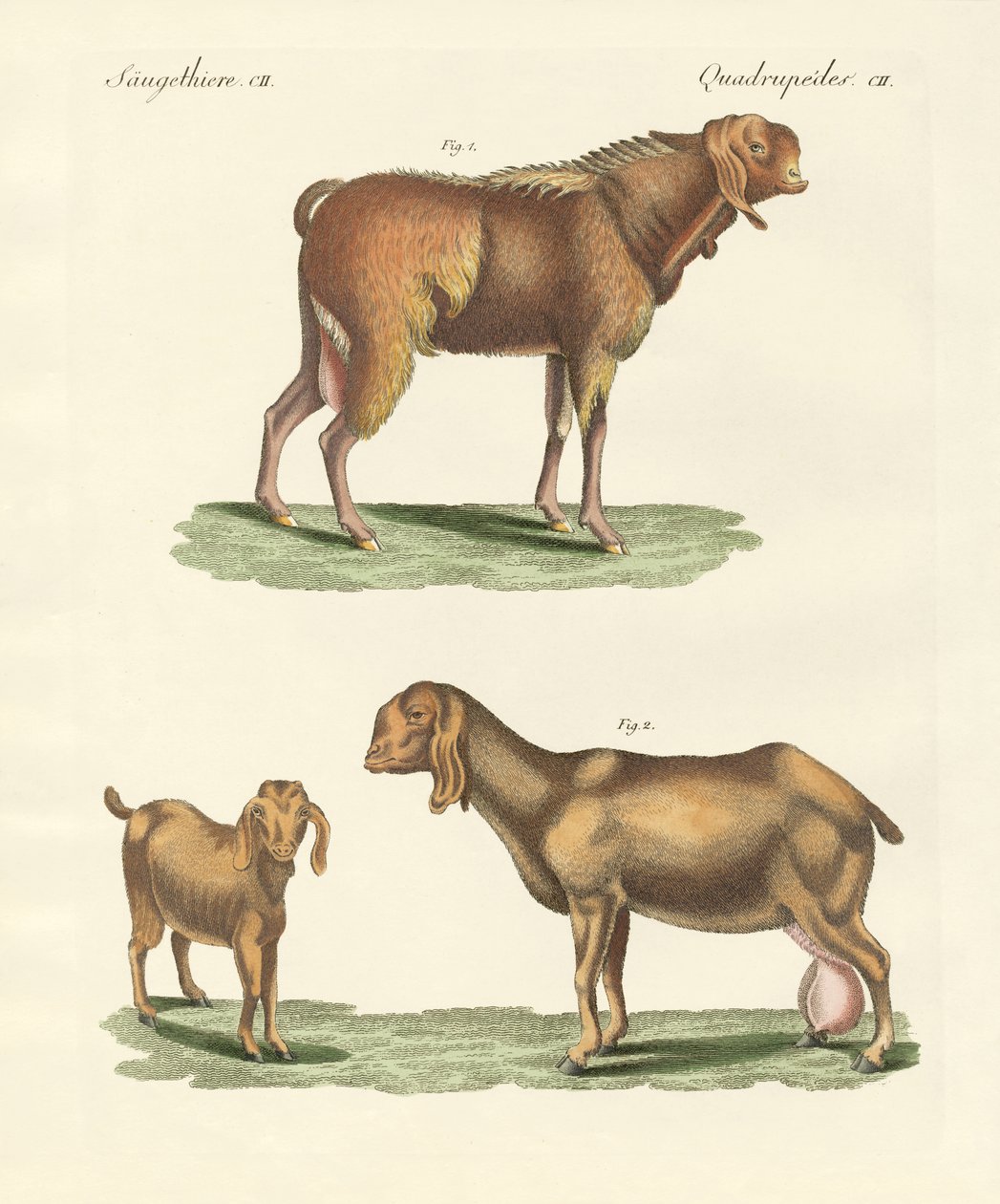 Den egyptiska geten (färgad gravyr) av German School