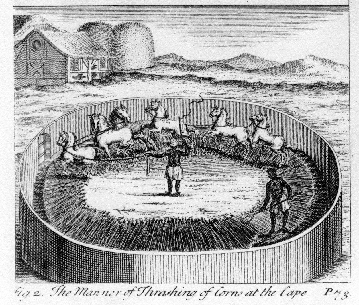 The Way of Thrashing of Corn at the Cape, illustration från 